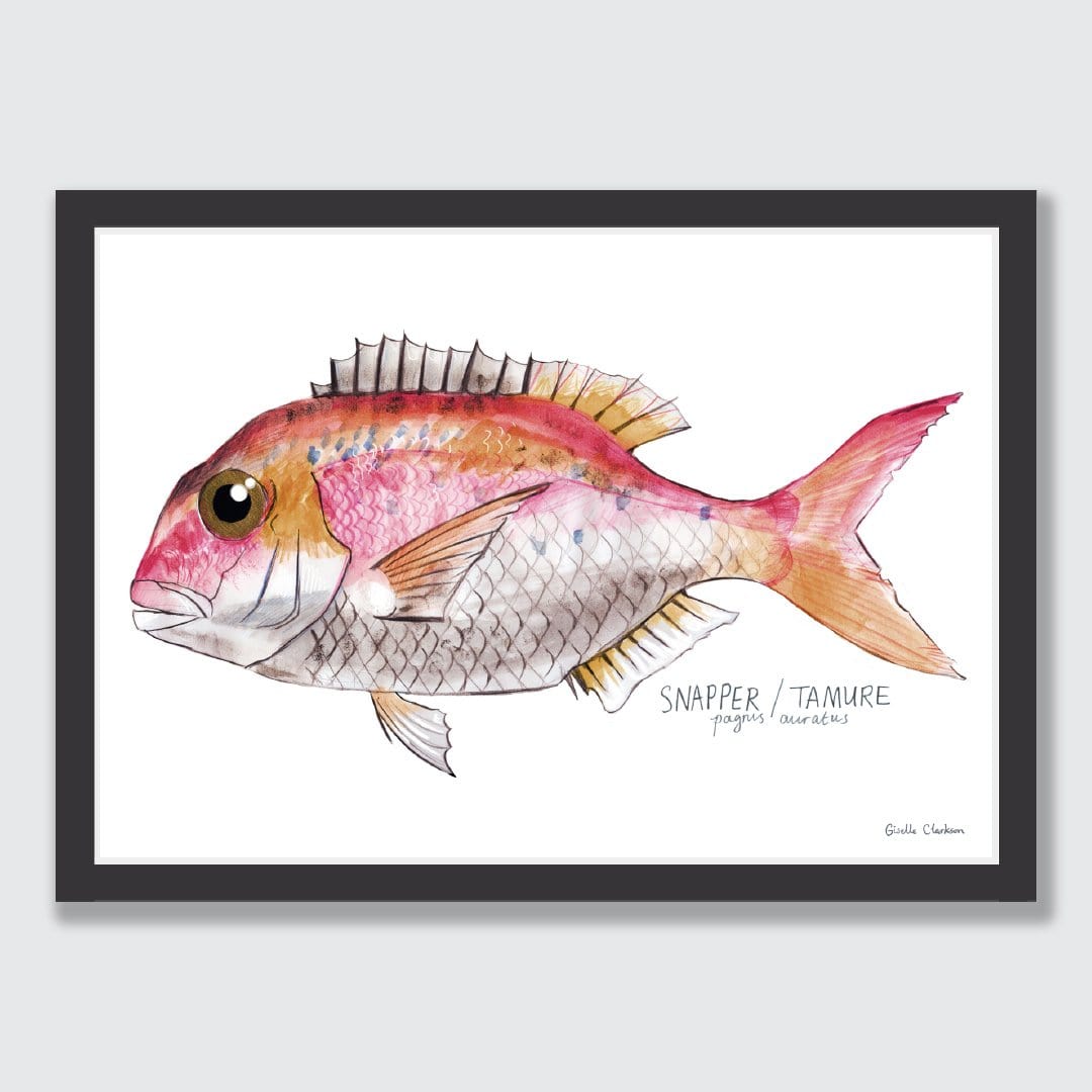 Snapper Art Print by Giselle Clarkson