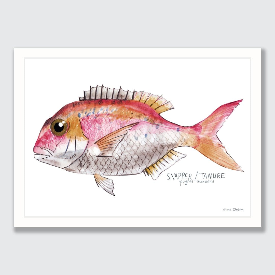 Snapper Art Print by Giselle Clarkson