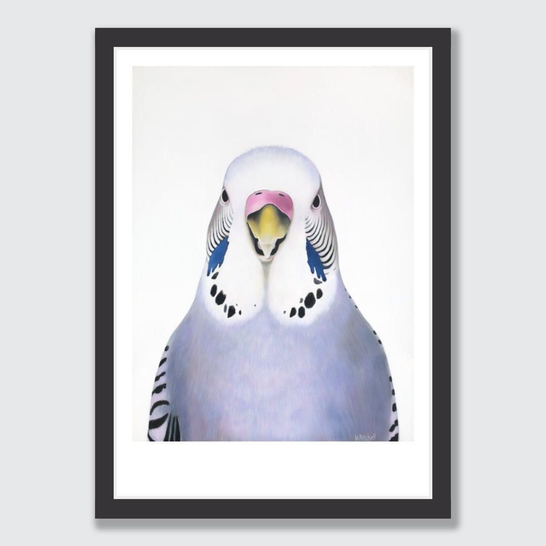 Sylvia Budgie Art Print by Margaret Petchell