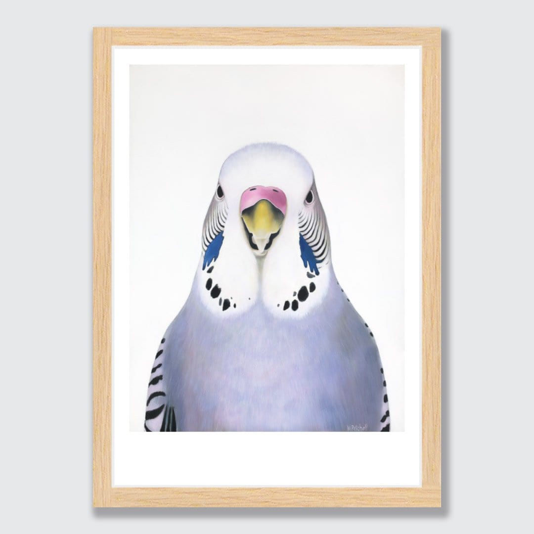 Sylvia Budgie Art Print by Margaret Petchell