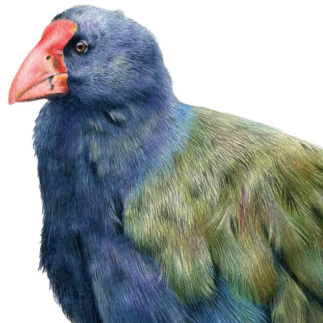 Takahē Art Print by Olivia Bezett