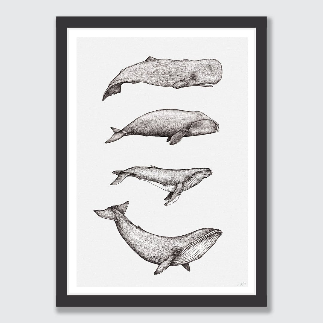 Whale Species Natural Art Print by Nathan Miller