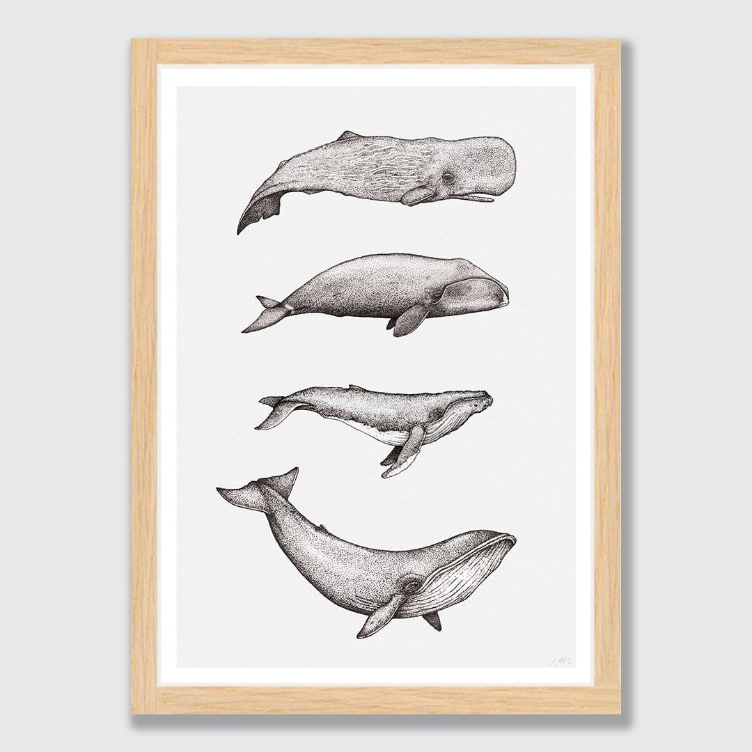 Whale Species Natural Art Print by Nathan Miller