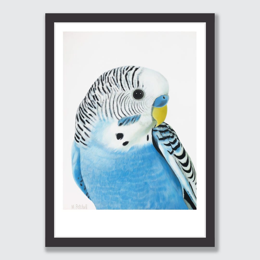 Wilbur Budgie Art Print by Margaret Petchell