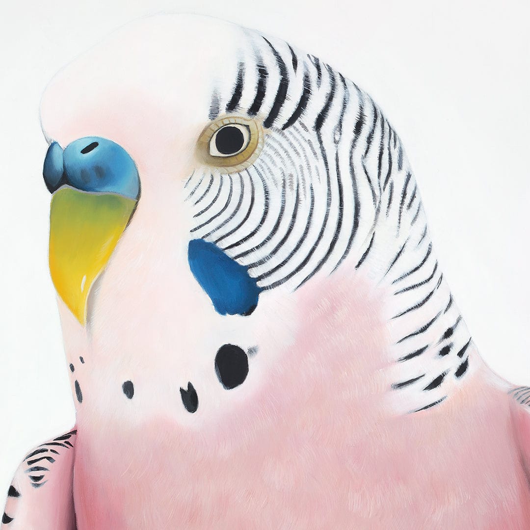 Claris Budgie Art Print by Margaret Petchell