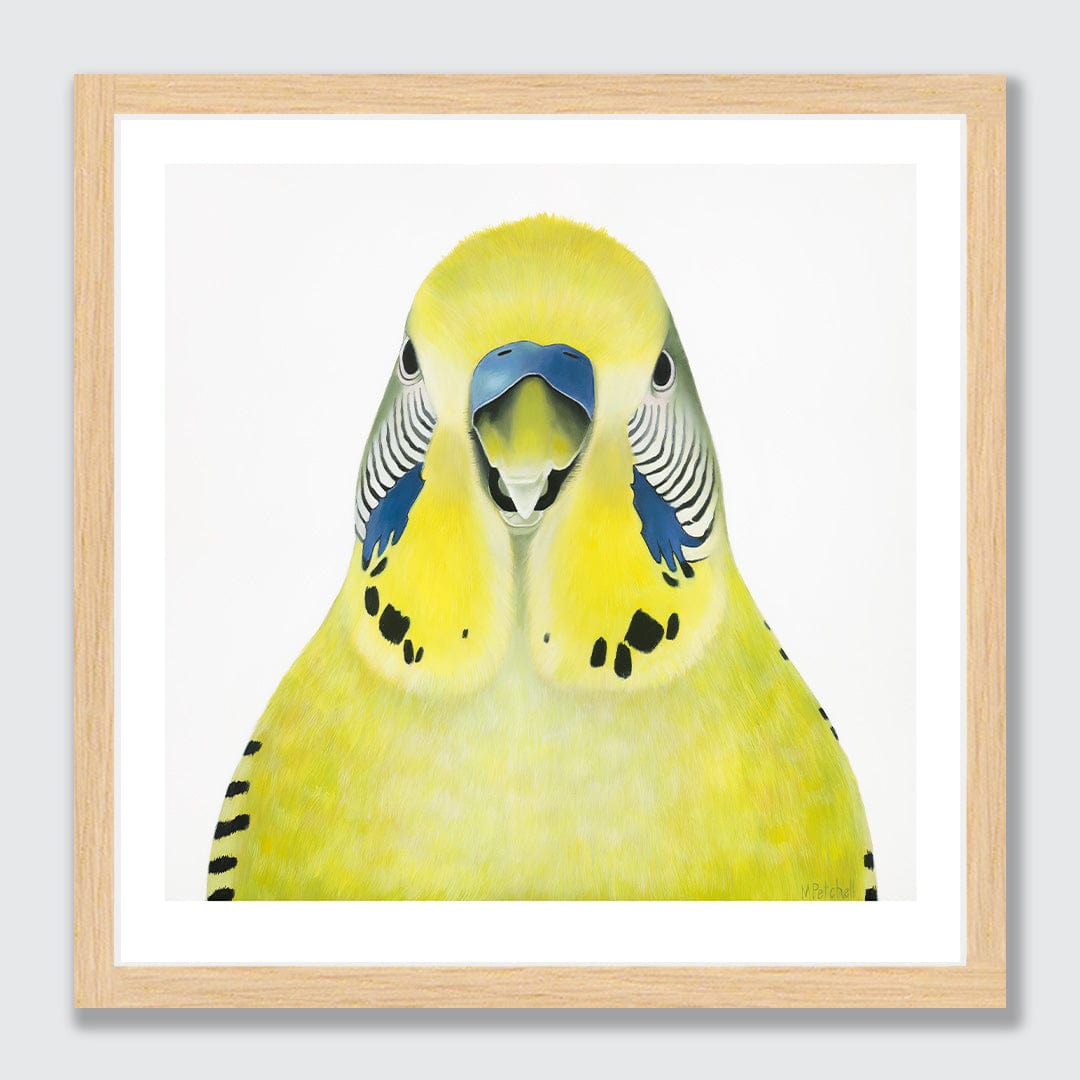 Gladys Budgie Art Print by Margaret Petchell