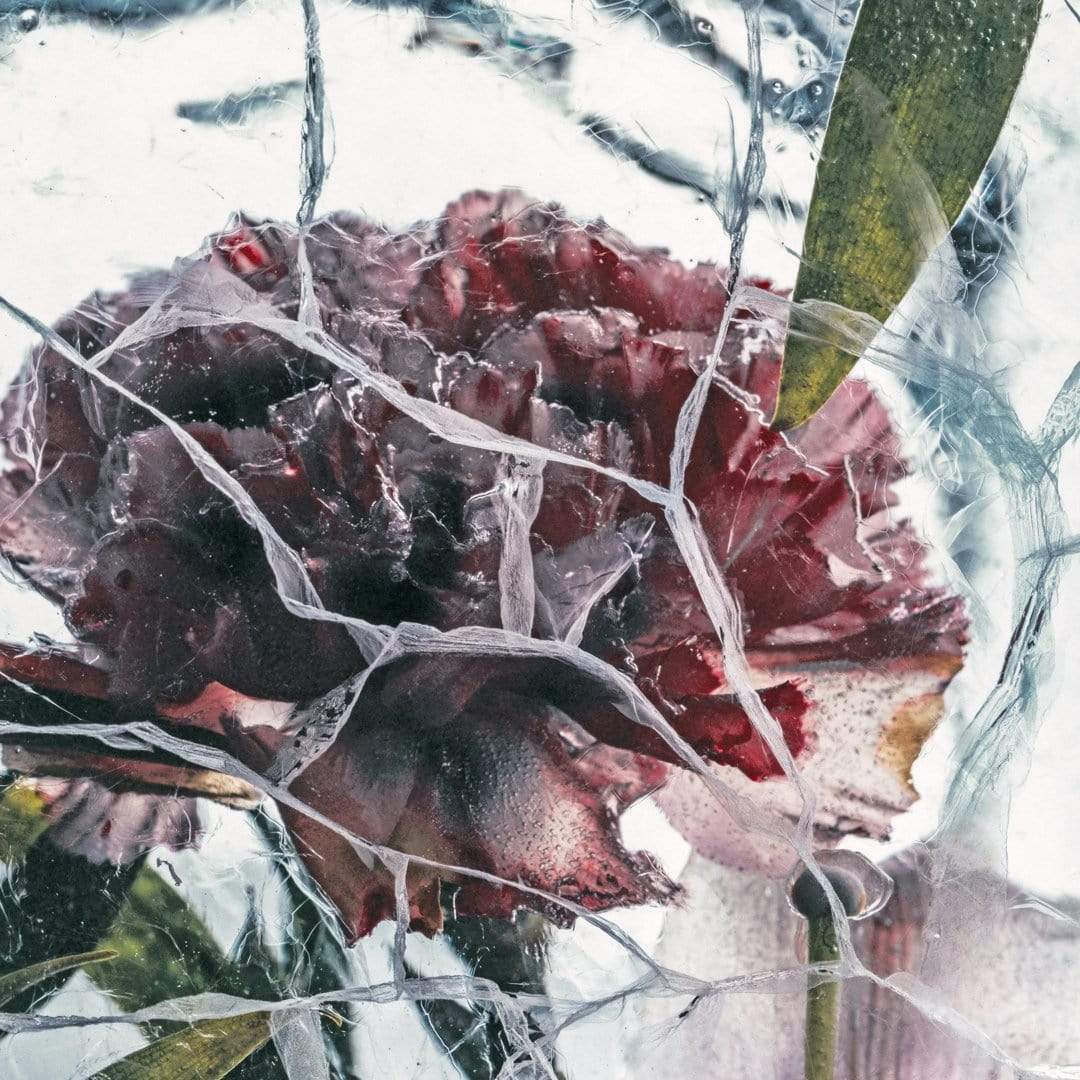 Ice Flower XV Photographic Print by Maegan McDowell