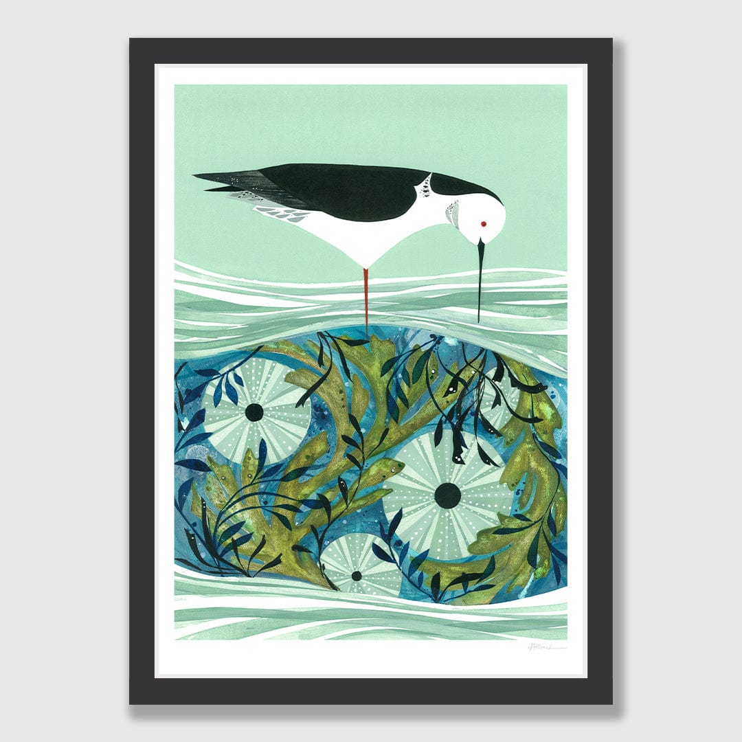 Kina and Pied Stilt Art Print by Holly Roach