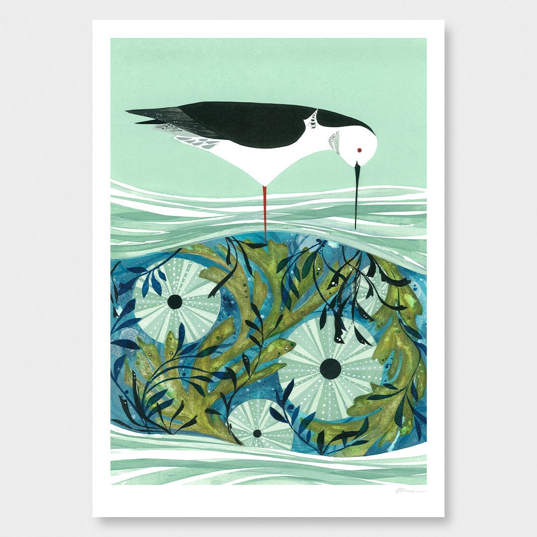 Kina and Pied Stilt Art Print by Holly Roach