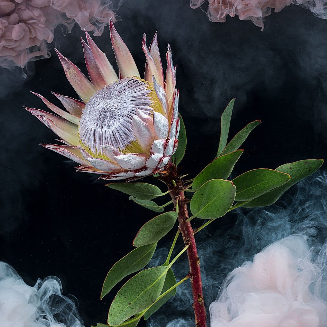 King Protea Photographic Print by Georgie Malyon