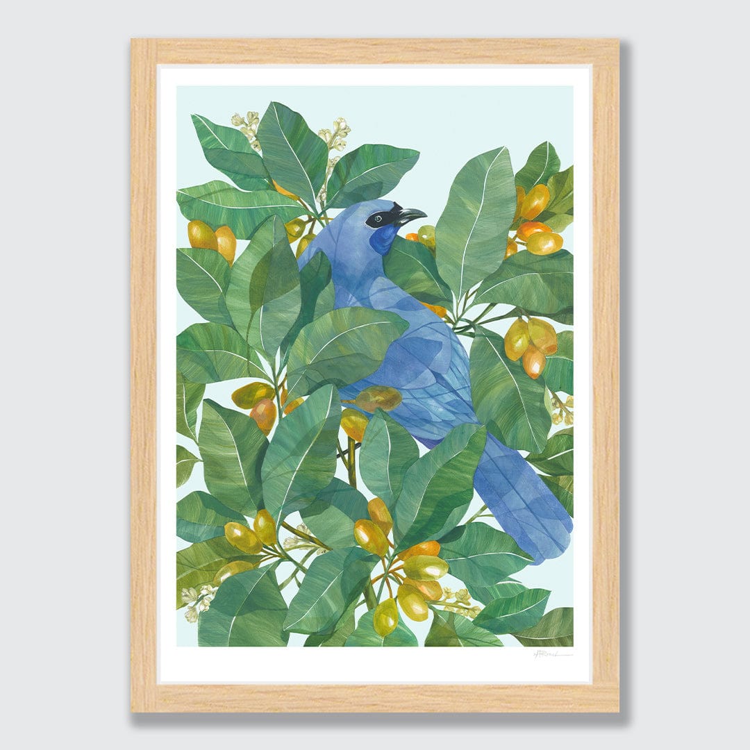 Kokako in Karaka Art Print by Holly Roach