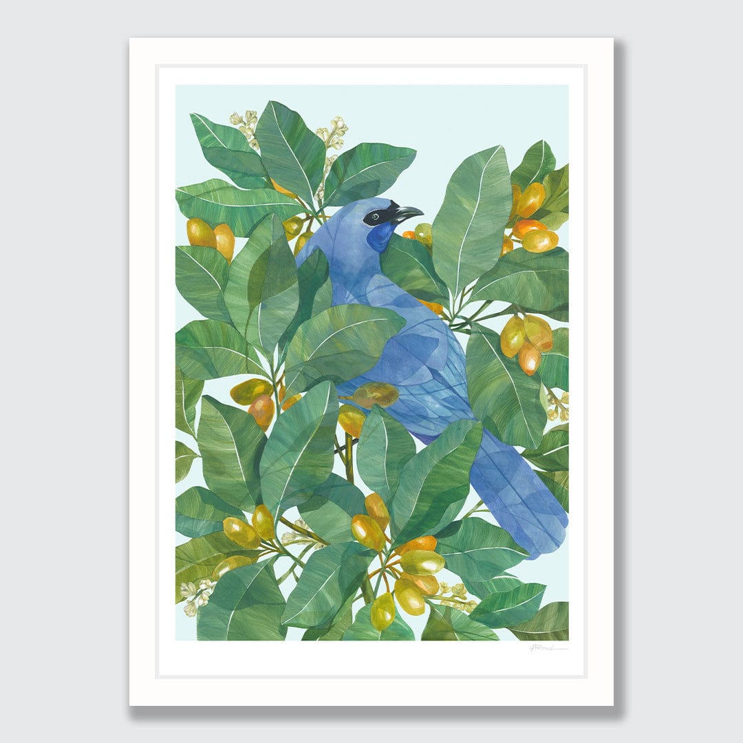 Kokako in Karaka Art Print by Holly Roach