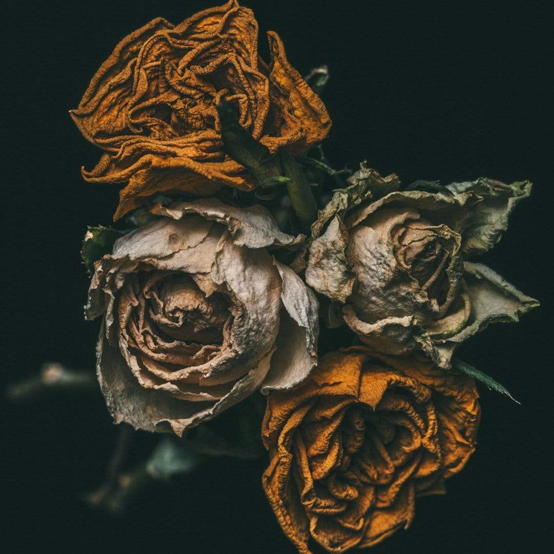 No. 6 Photographic Print by Maegan McDowell