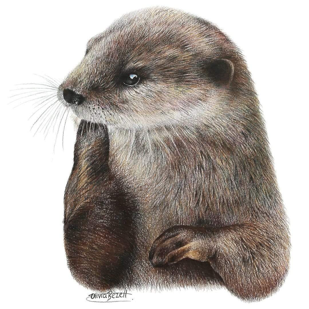 Otter Art Print by Olivia Bezett