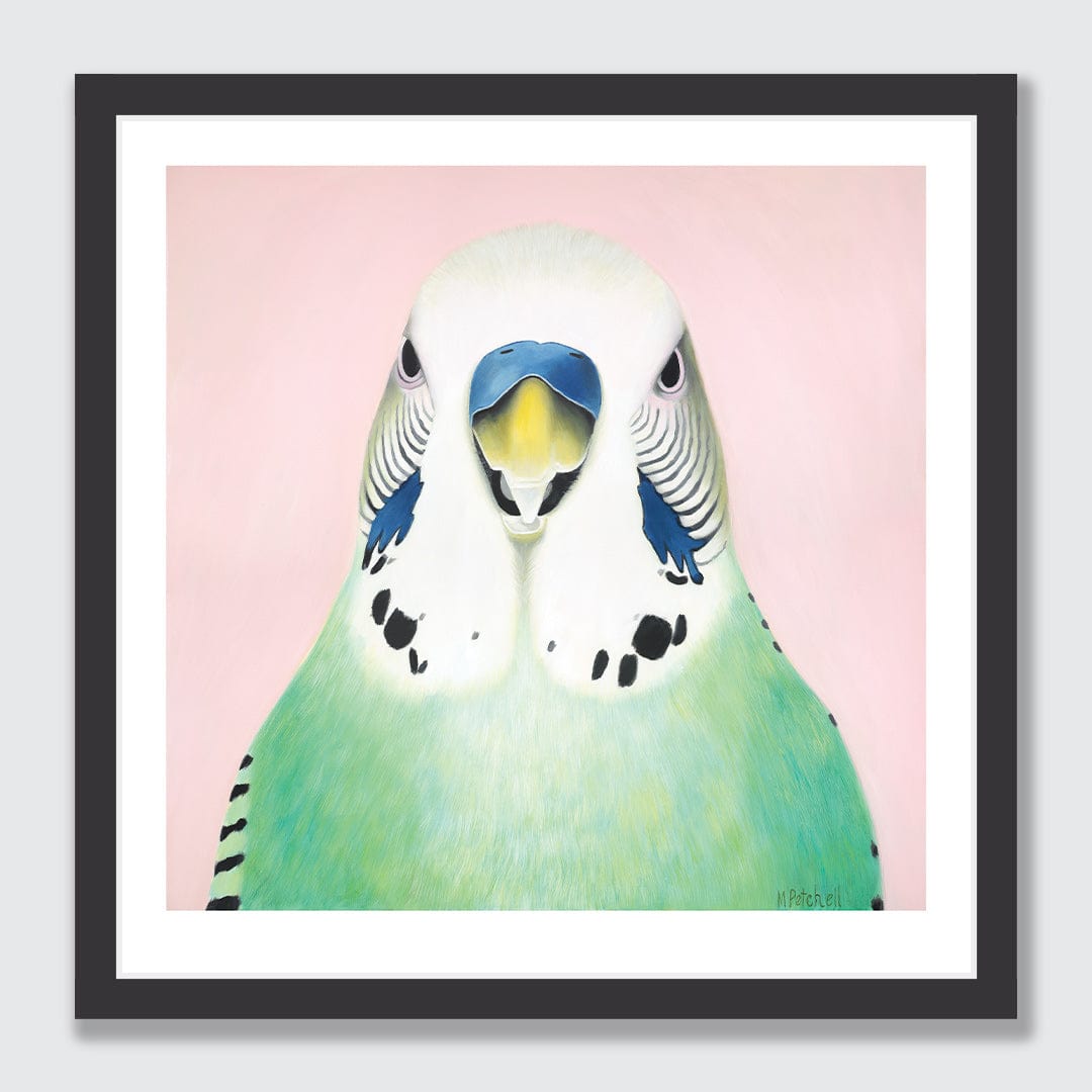 Percy Budgie Art Print by Margaret Petchell