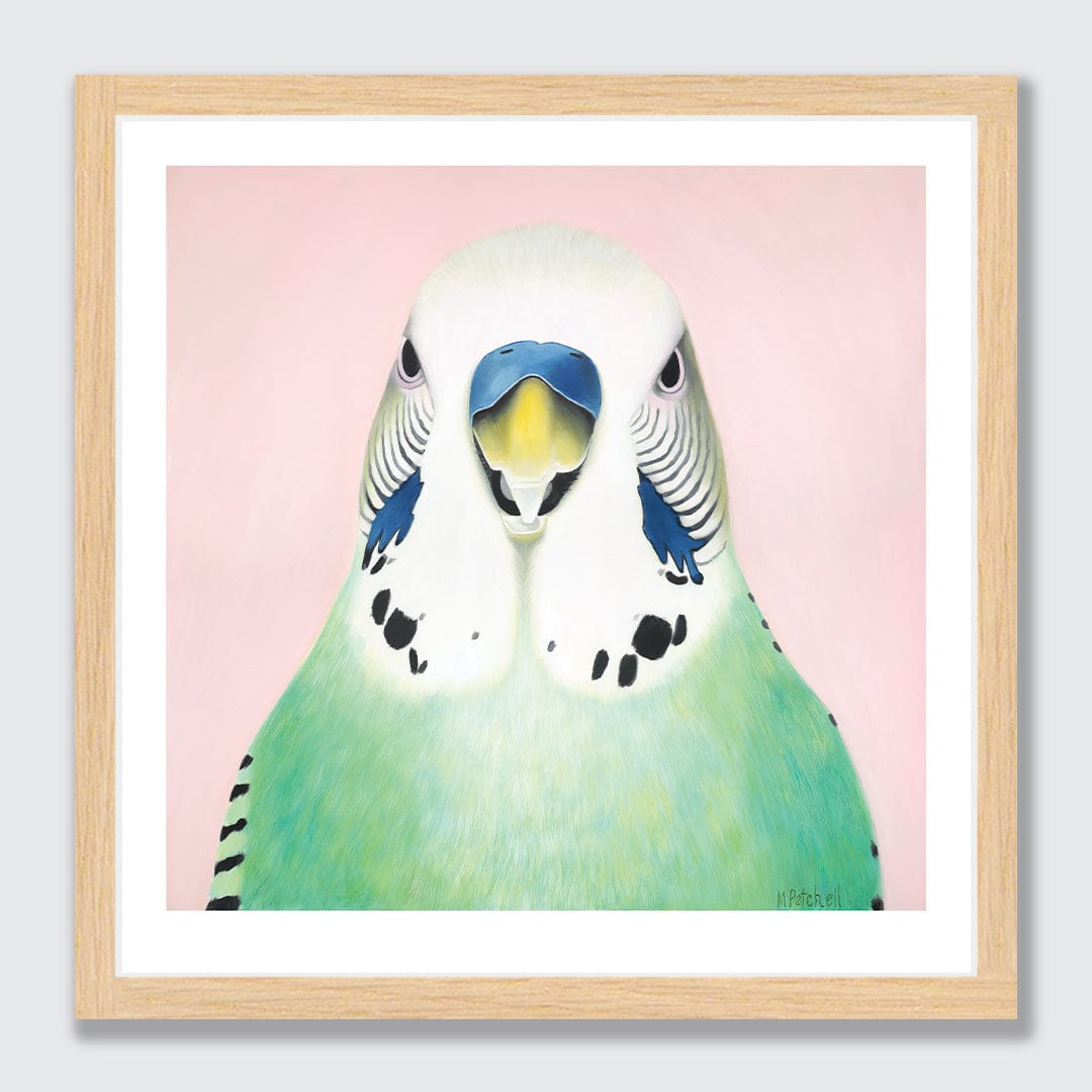 Percy Budgie Art Print by Margaret Petchell