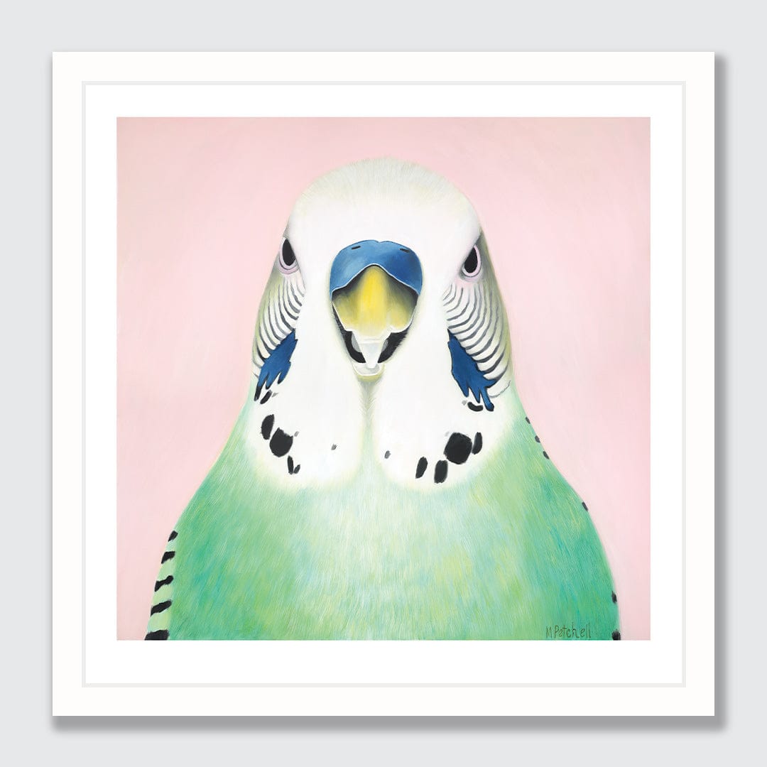 Percy Budgie Art Print by Margaret Petchell