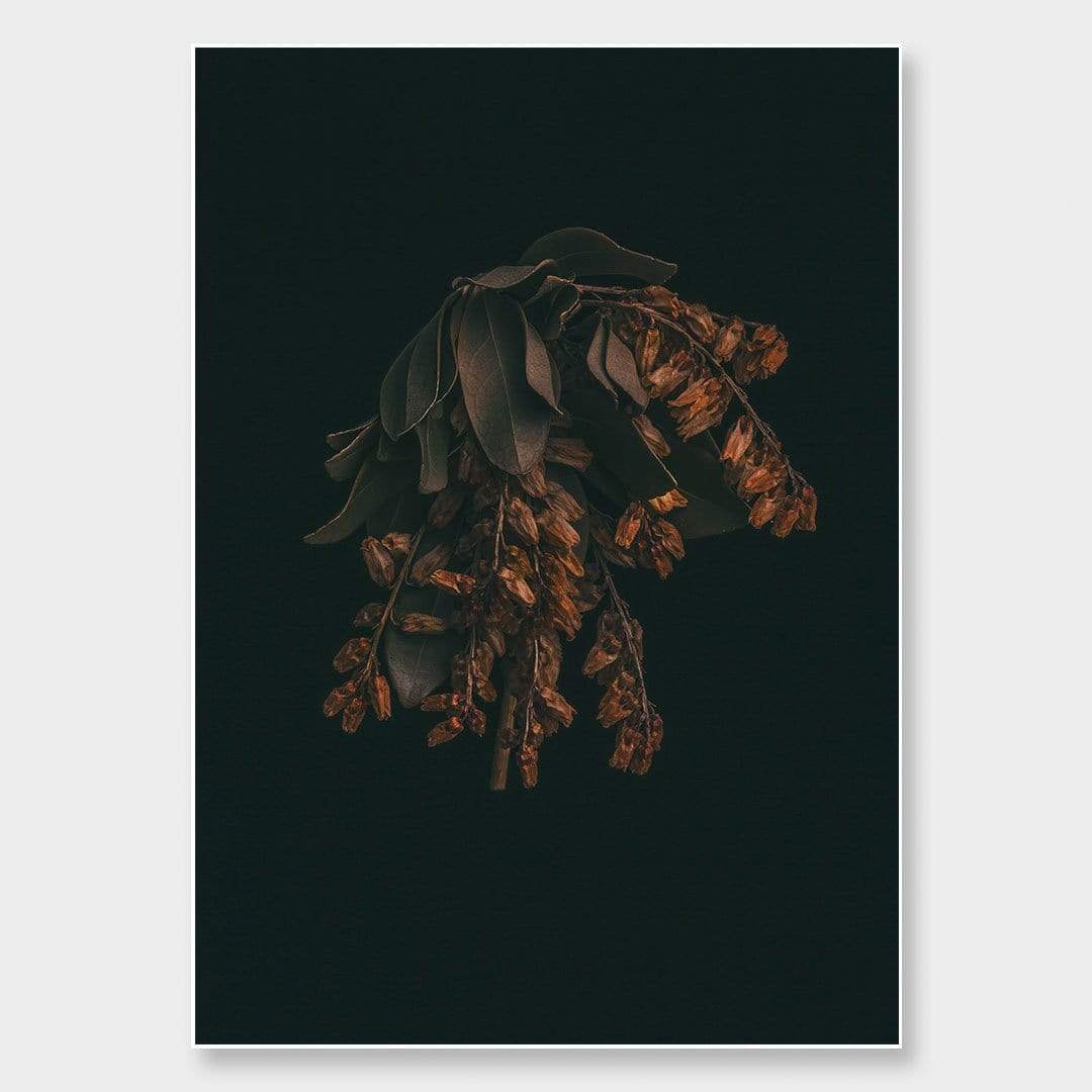 Pieris 2 Photographic Print by Maegan McDowell
