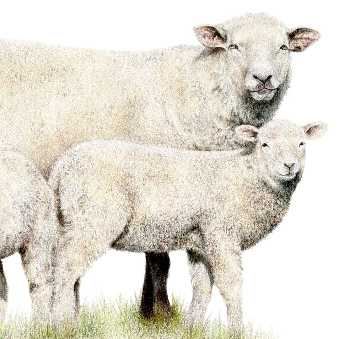 Sheep Family Art Print by Olivia Bezett