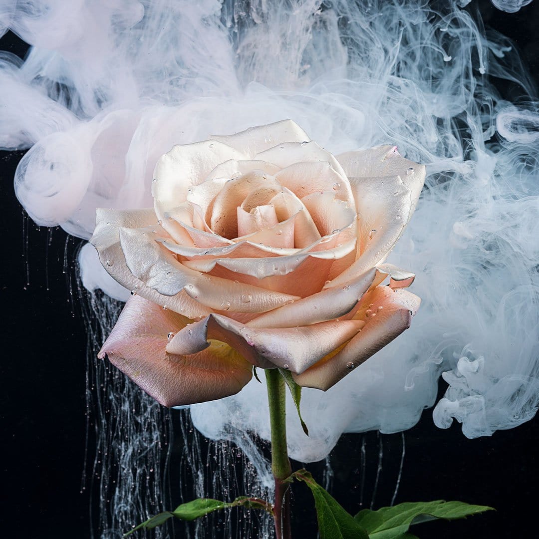 Single Rose Photographic Print by Georgie Malyon