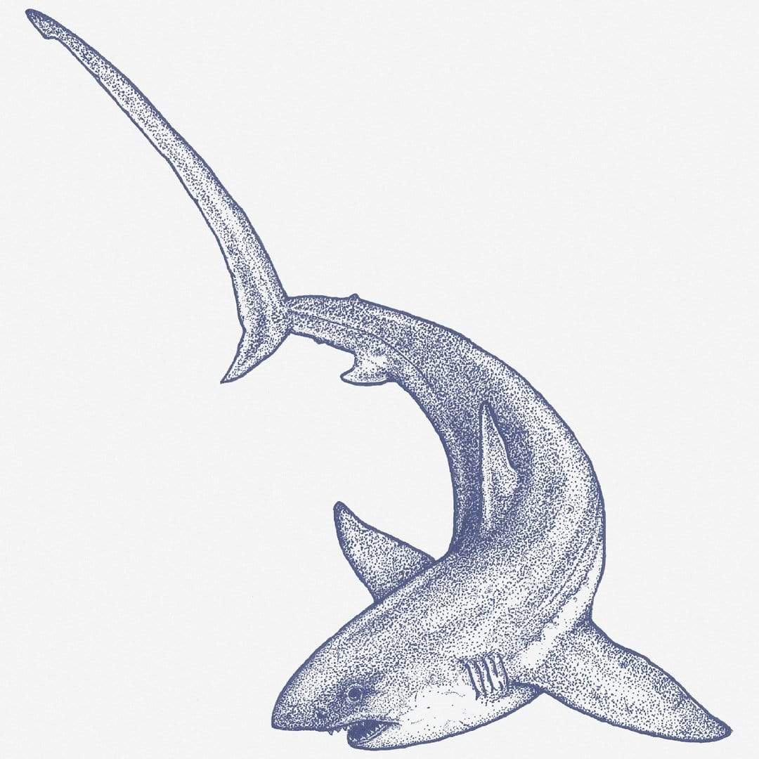 Threasher Shark Art Print by Nathan Miller