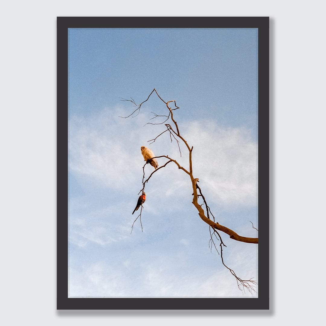 Untethered Photographic Print by Koa Thomas