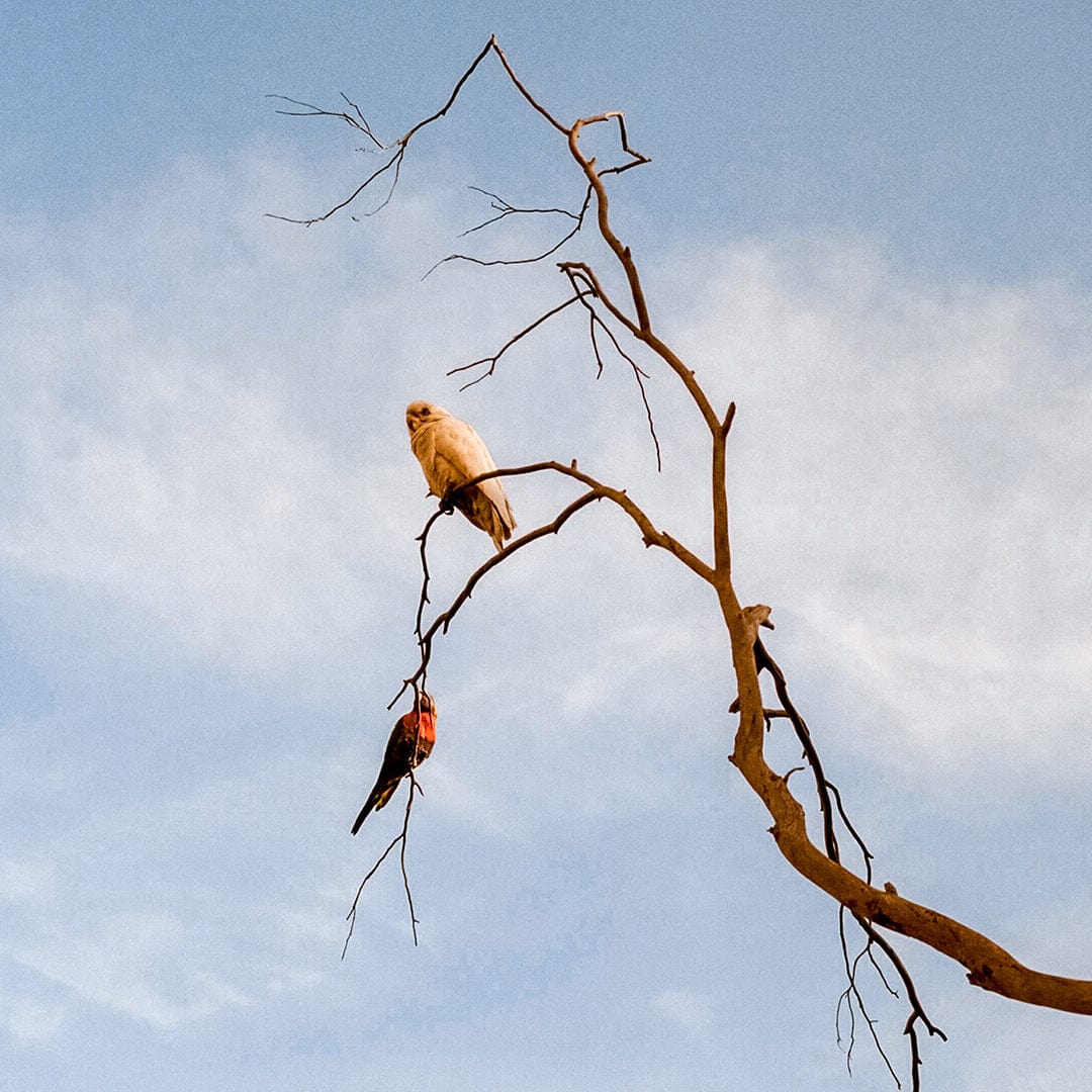 Untethered Photographic Print by Koa Thomas