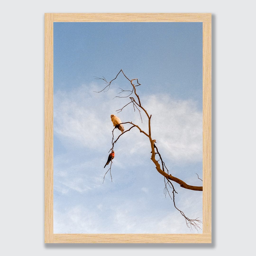 Untethered Photographic Print by Koa Thomas