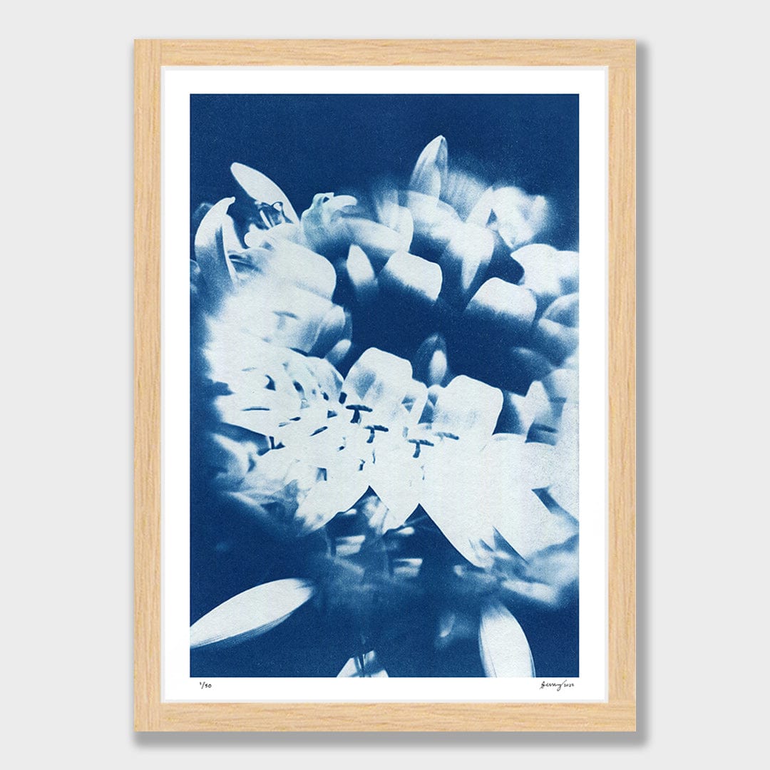 Kaleidoscope Lilies 01 Limited Edition Cyanotype by Sophia Jenny