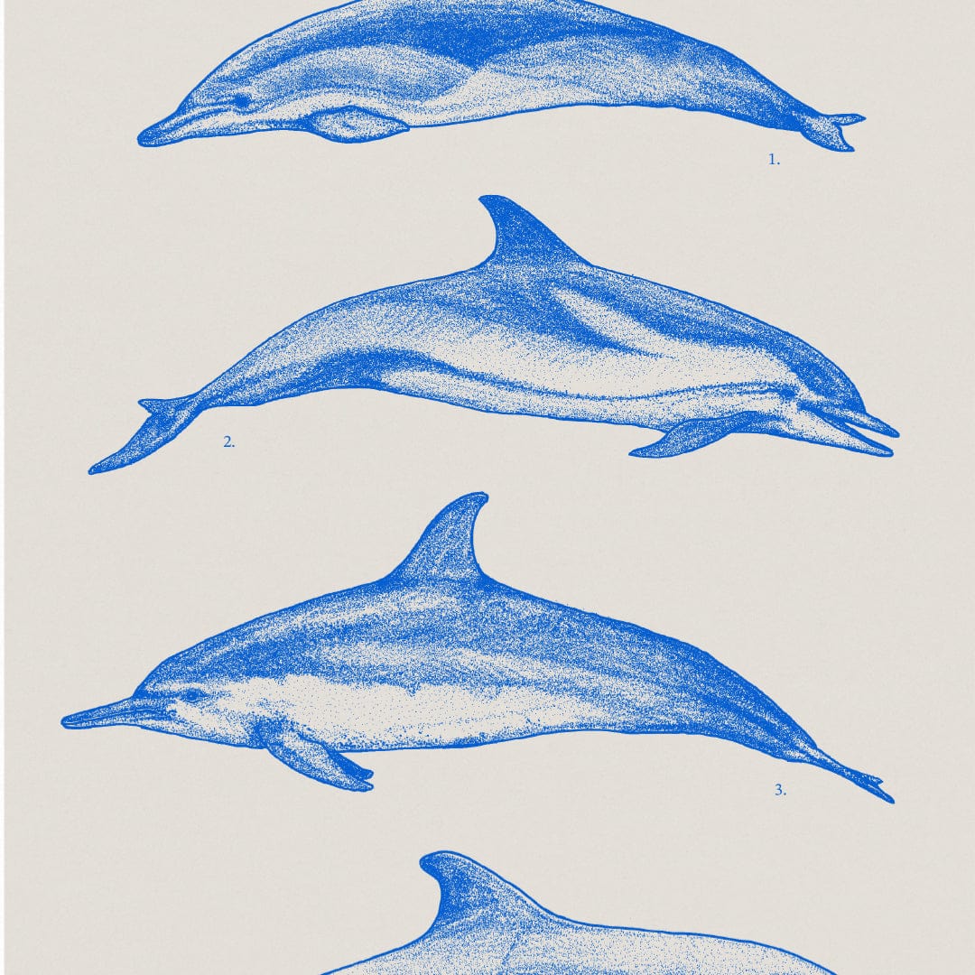 Dolphin Species Natural Art Print by Nathan Miller