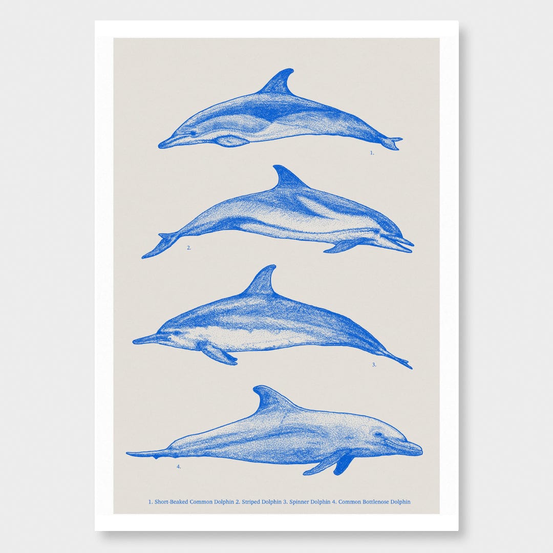 Dolphin Species Natural Art Print by Nathan Miller