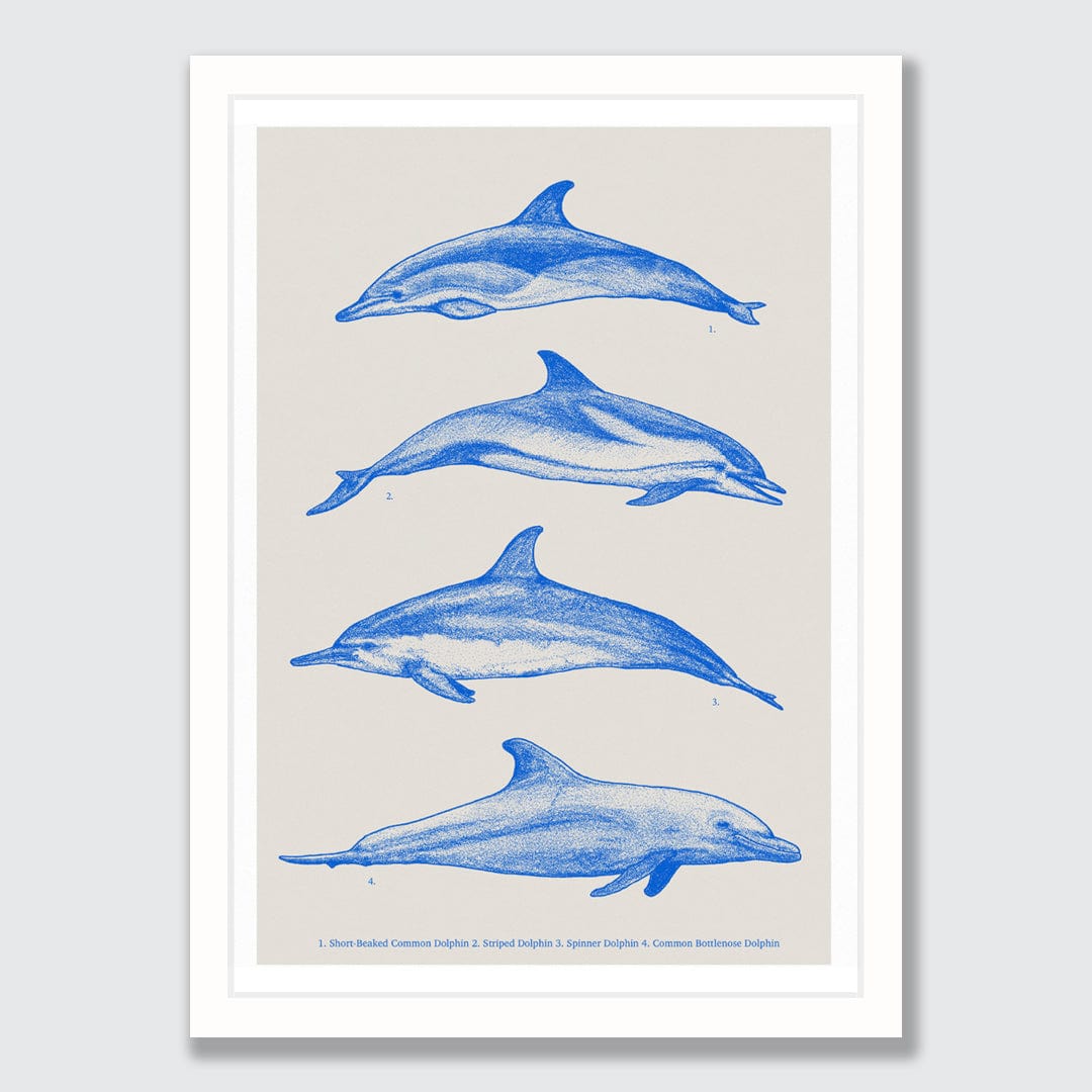 Dolphin Species Natural Art Print by Nathan Miller