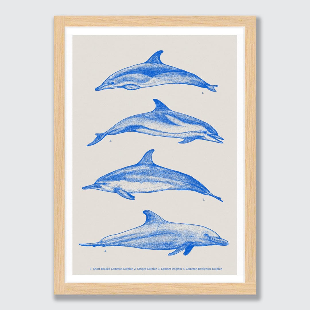 Dolphin Species Natural Art Print by Nathan Miller