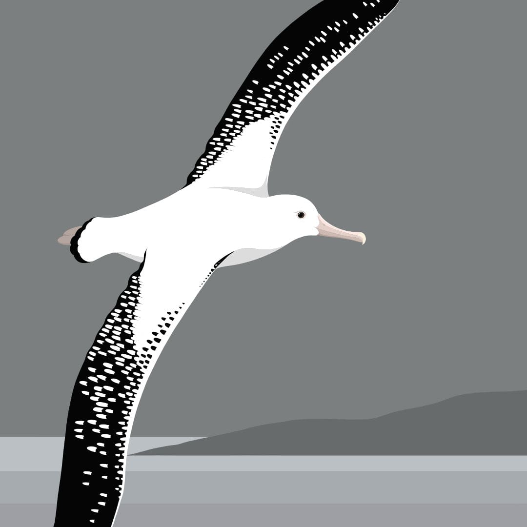 Antipodean Albatross - Toroa Art Print by Cathy Hansby