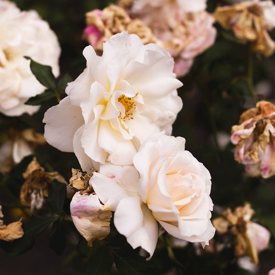 April Photographic Art Print by Charlotte Clements