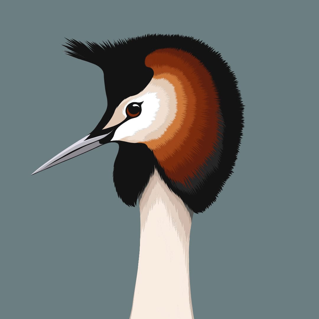 Australasian Crested Grebe Art Print by Cathy Hansby