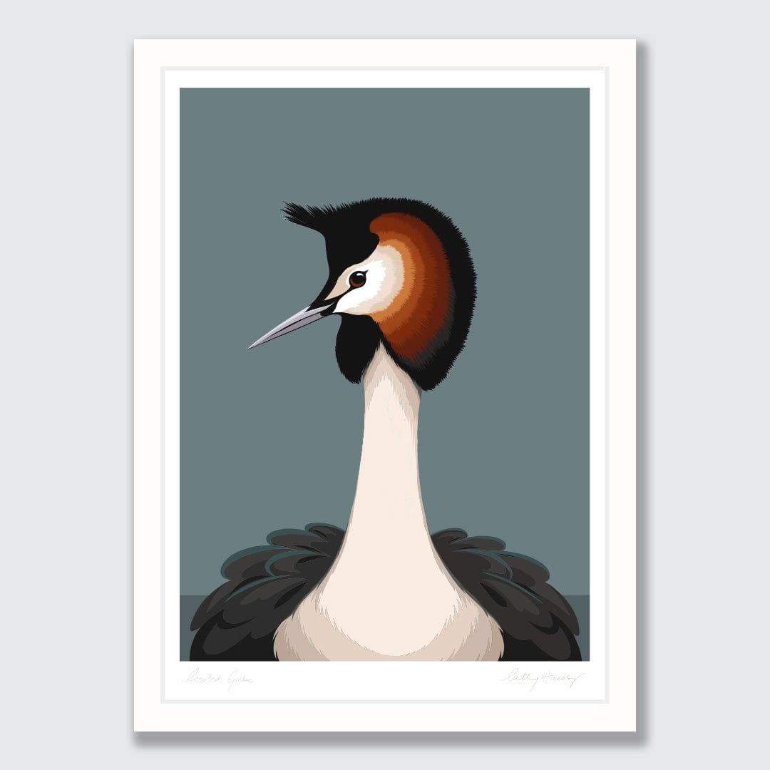 Australasian Crested Grebe Art Print by Cathy Hansby