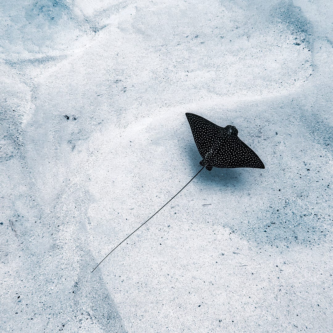 Avaavaroa Local Photographic Print by Crystal May