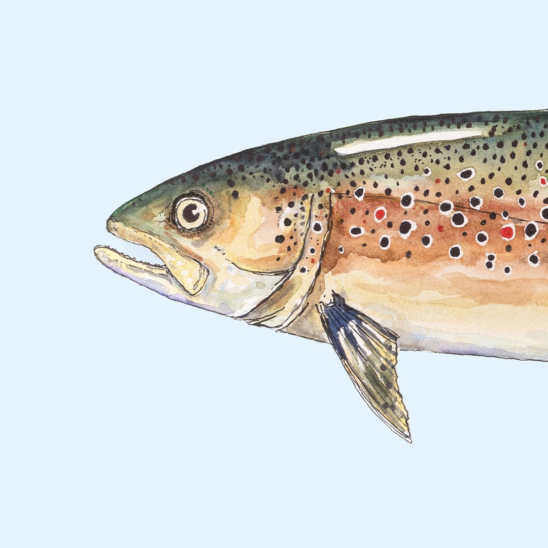 'Bas' Brown Trout (Blue background) Art Print by Colin McKay