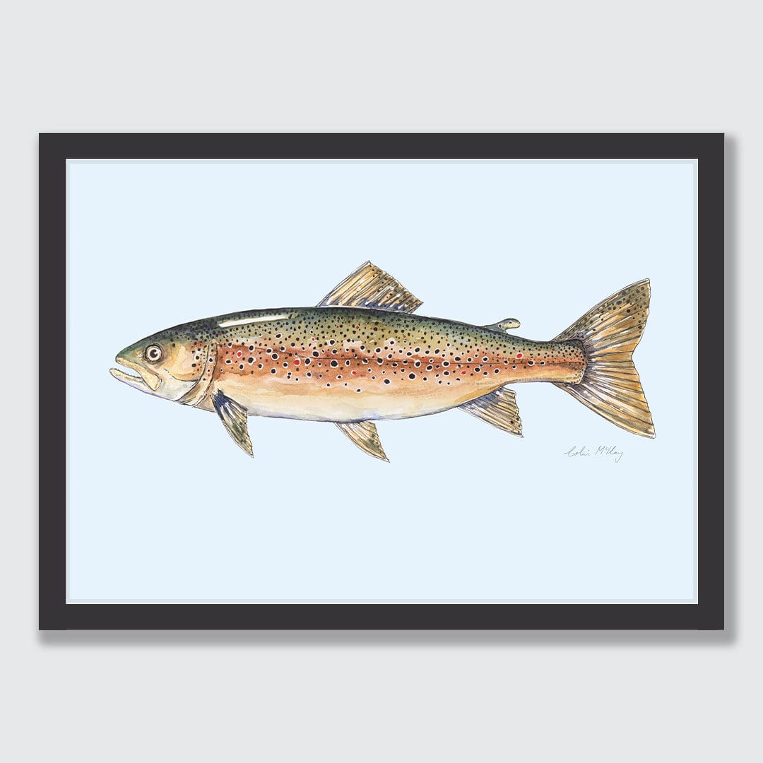 'Bas' Brown Trout (Blue background) Art Print by Colin McKay