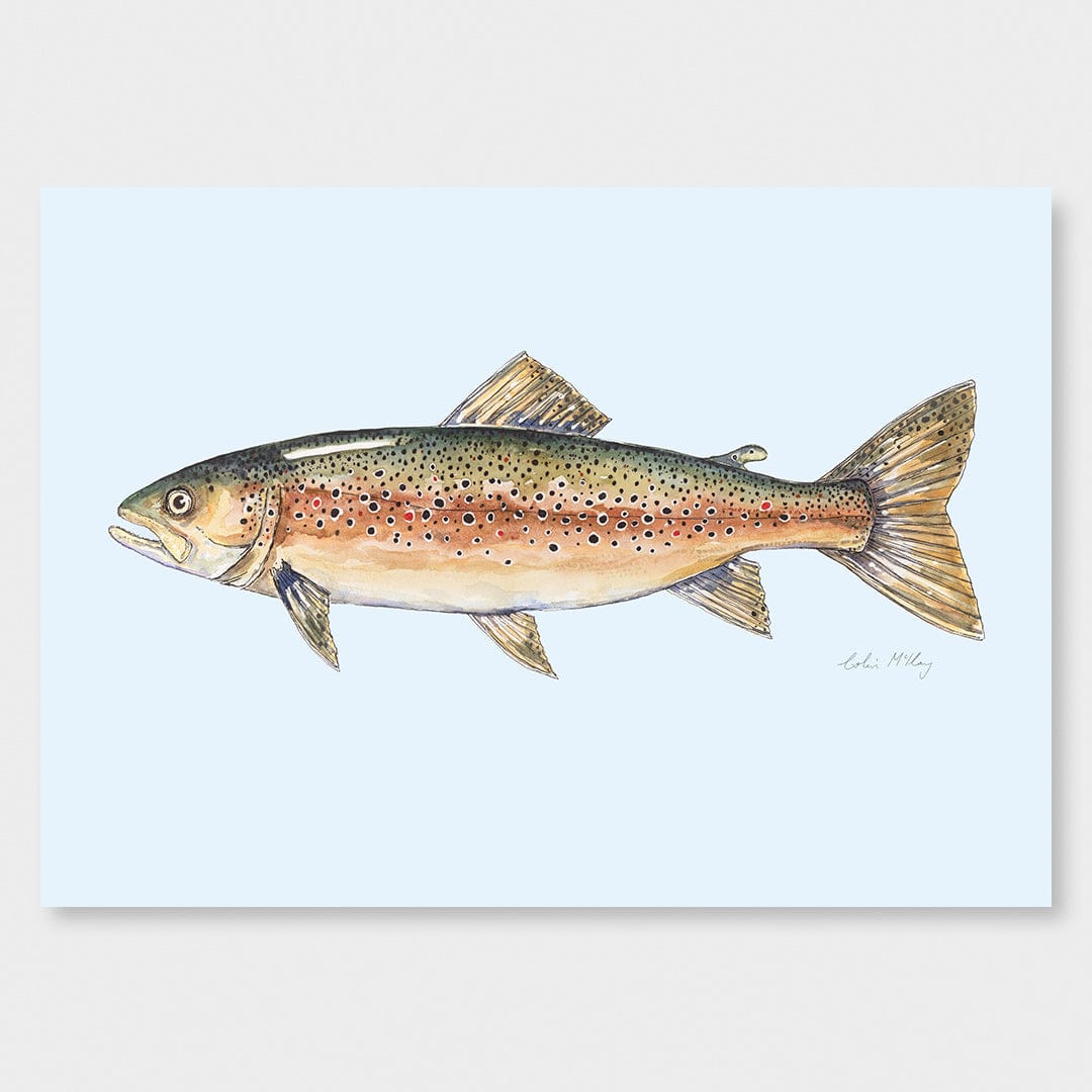 'Bas' Brown Trout (Blue background) Art Print by Colin McKay