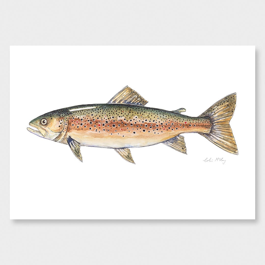 'Bas' Brown Trout Art Print by Colin Mckay