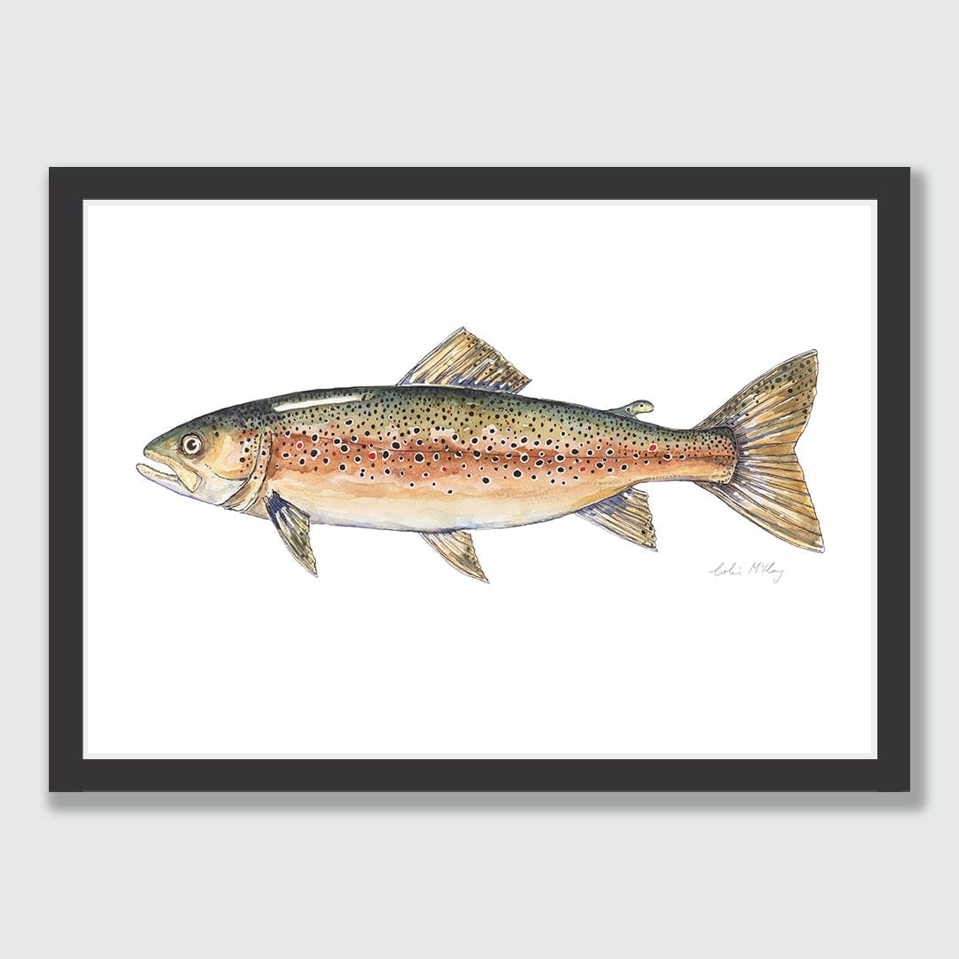 'Bas' Brown Trout Art Print by Colin Mckay
