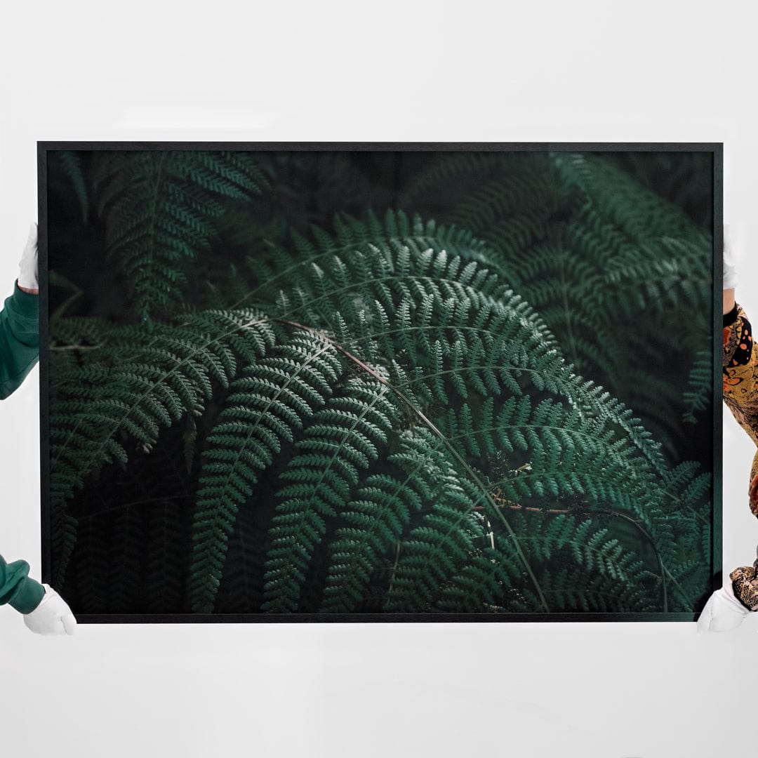 Bespoke Super A0 Hāwea Ferns Photographic Print by Elliot Alexander
