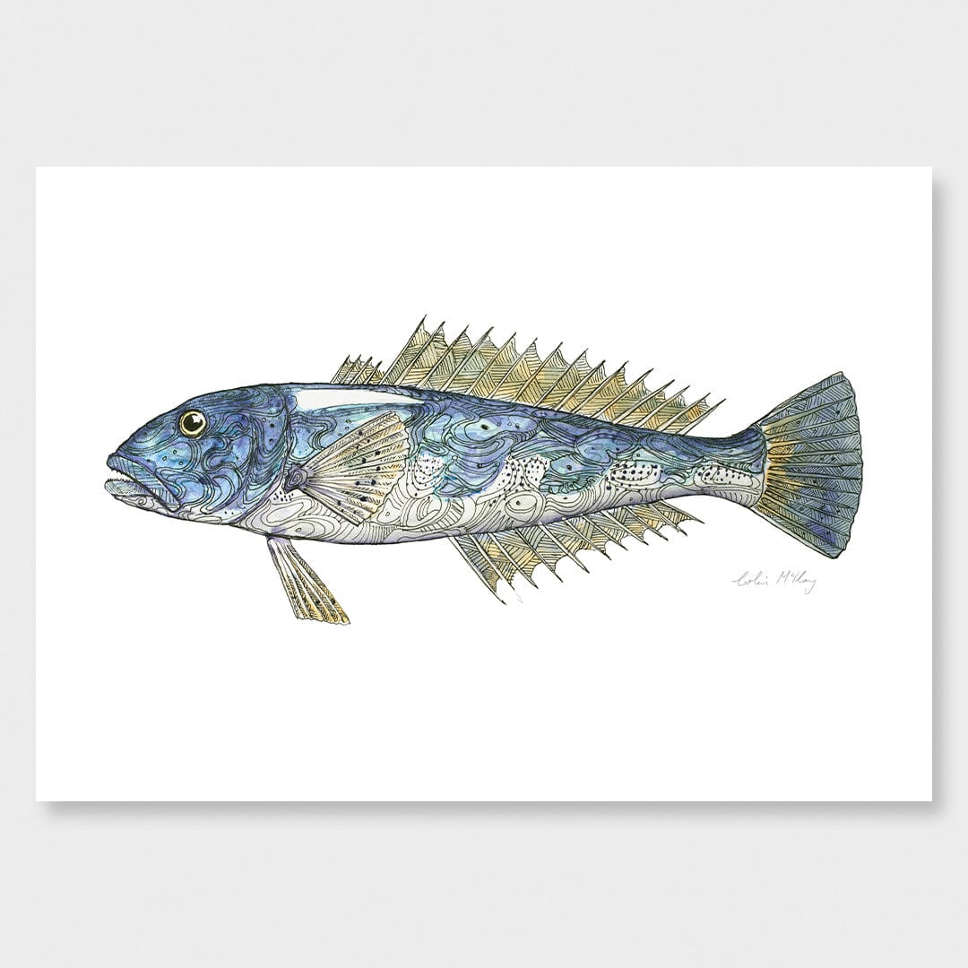 &#39;Billy&#39; Blue Cod Art Print by Colin McKay