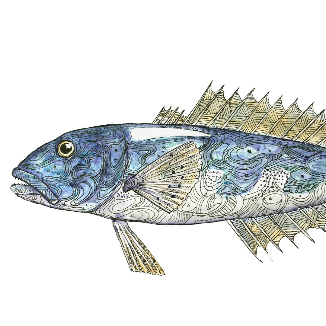 &#39;Billy&#39; Blue Cod Art Print by Colin McKay
