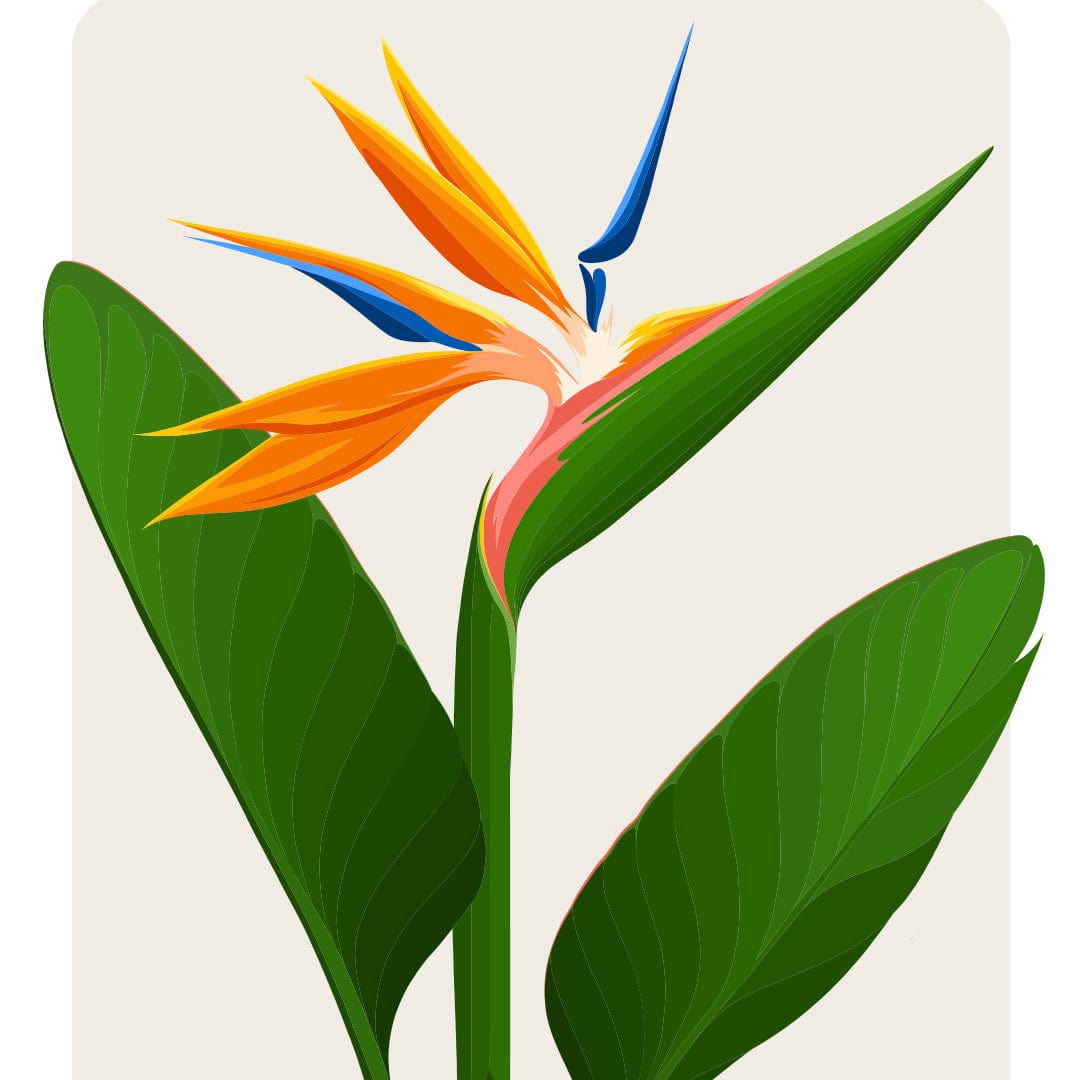 Bird of Paradise - Strelitzia Art Print by Cathy Hansby