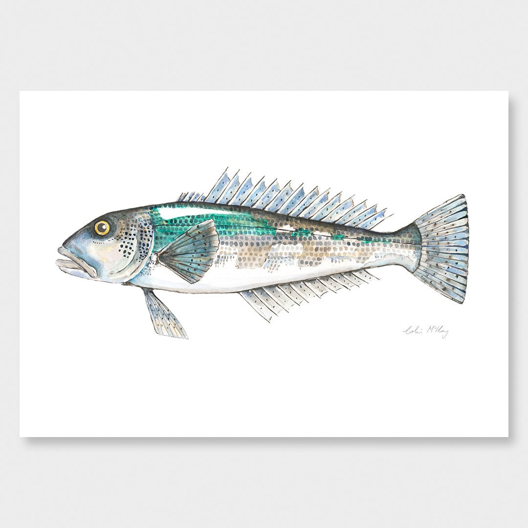 'Bluey' Blue Cod Art Print by Colin McKay