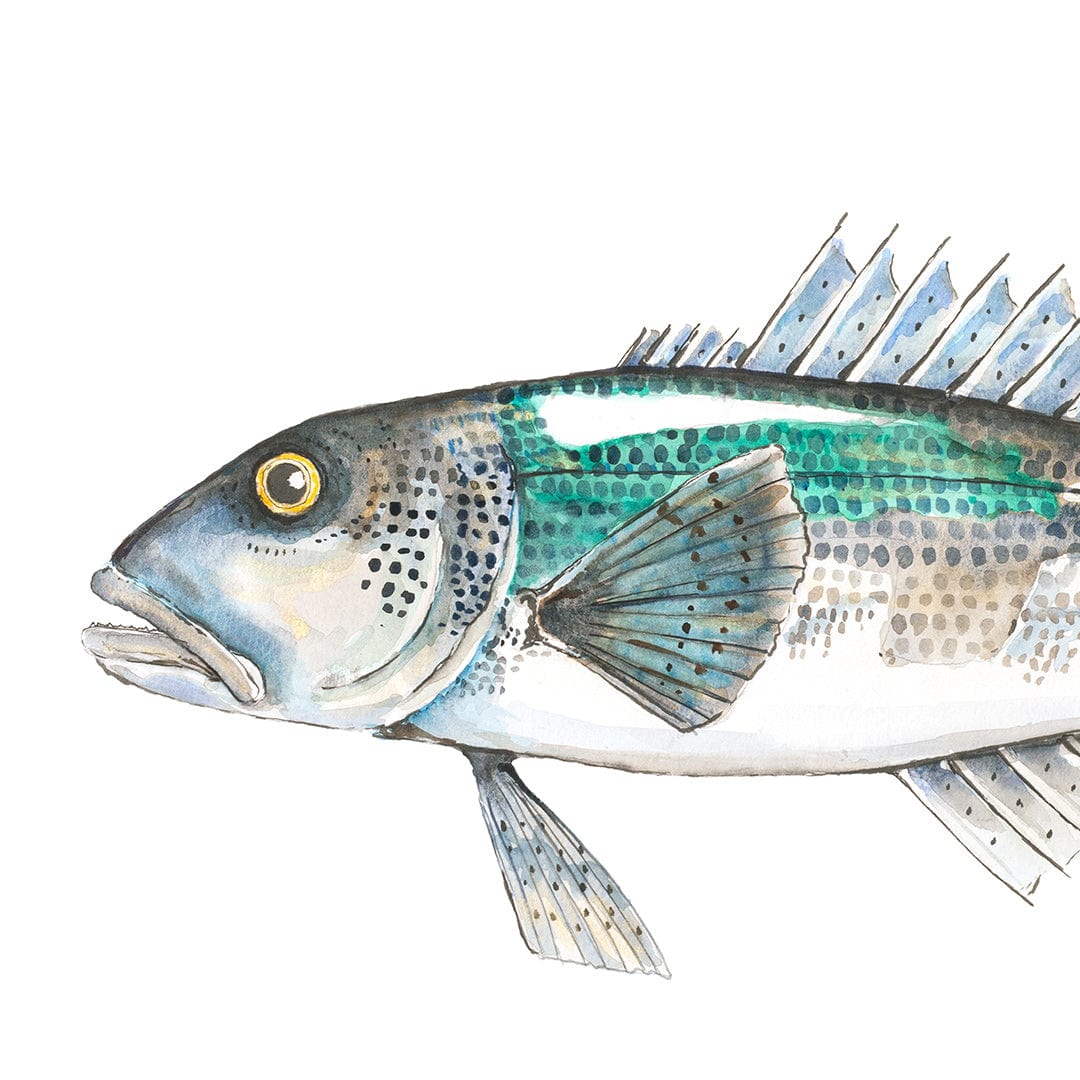 'Bluey' Blue Cod Art Print by Colin McKay