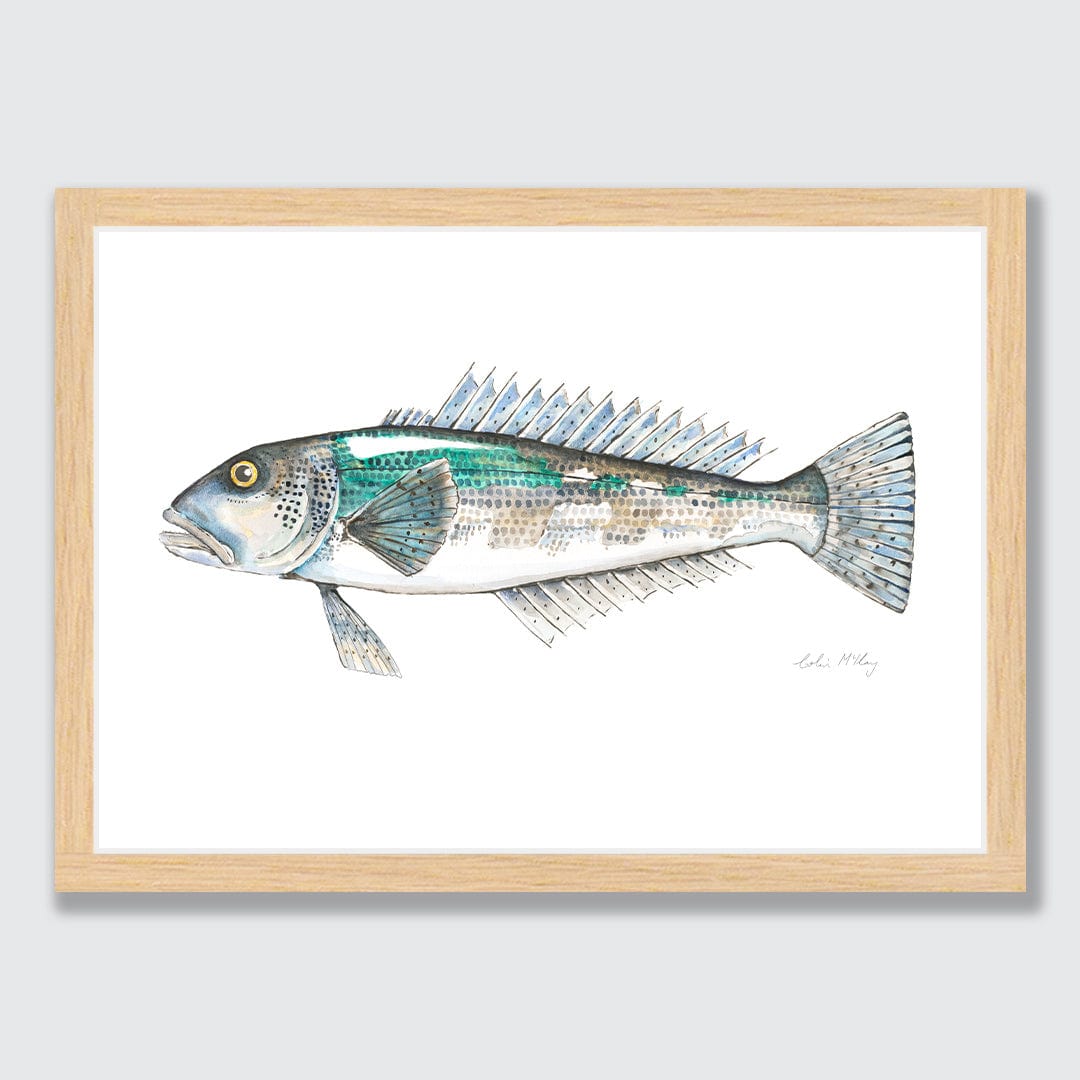 'Bluey' Blue Cod Art Print by Colin McKay
